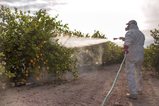 Best Wasp Removal Services  in Nicoma Park, OK